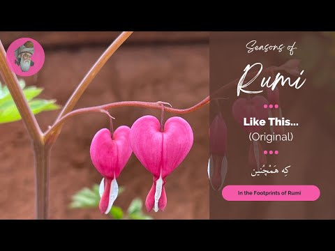 Seasons of Rumi