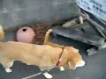 犬と一緒に散歩する猫の親子