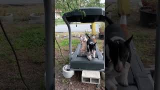 Bull Terrier