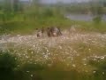 image Giant Firecracker Exploded Killing A Child Ledakan Petasan Di Pemalang