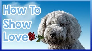 How to Tell Your Dog You Love Them!
