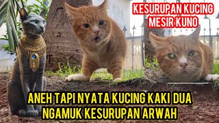 Kucing Kaki Dua Ngamuk Kesurupan Arwah Kucing Mesir Kuno..