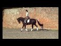 Dressage Horse For Sale (Nibeley Union Jack x Sandro Hit)