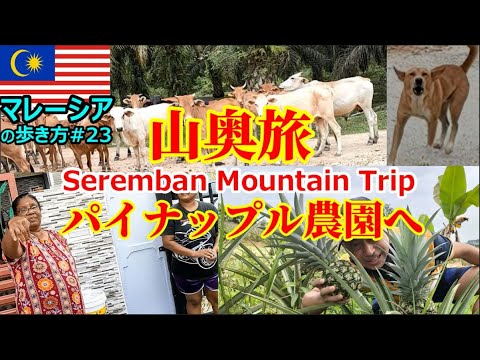 【マレーシアの歩き方】都会を離れ山村のパイナップル農園へ行く Seremban【南国愛おやじ#60】