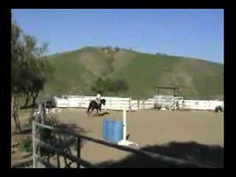black thoroughbred racehorse. Thoroughbred Gelding - Horse