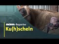 Mit Kühen kuscheln | ARD-Morgenmagazin