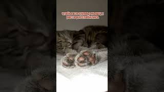 Р-Релакс#Shortscats #Cat #Tiktok #Приколы