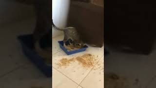 Watching Funny Animals Compilation | Funniest Animals 2020 #58