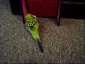 Birddog: Soccer Pro