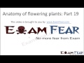 Biology Anatomy of Flowering Plants part 19 (Dicot leaf anatomy) CBSE class 11 XI