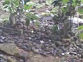 Makam Abah H Junaedi images Makam Abah H Junaedi