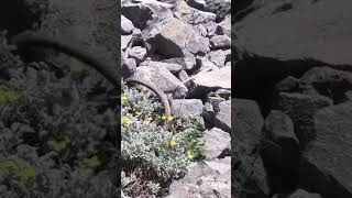 Hakkaride Kayalıklar Arasında Dans Eden Yılanlar Kamerada
