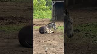 How To Deal With The Heat When Youre A Donkey