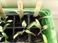 Heirloom Tomato Seedlings