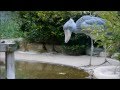 【HD】魚を狙って食べ、家に帰る、上野動物園のハシビロコウ