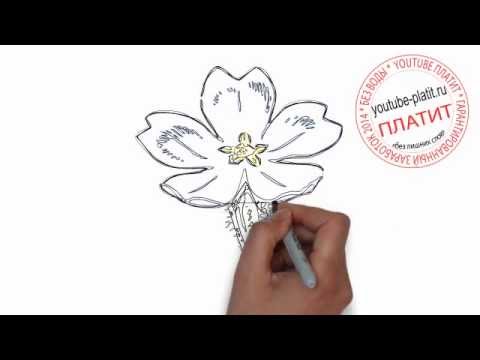 Конкурс лучших социально-экономических практик Как нарисовать цветок примула Комнатные растения