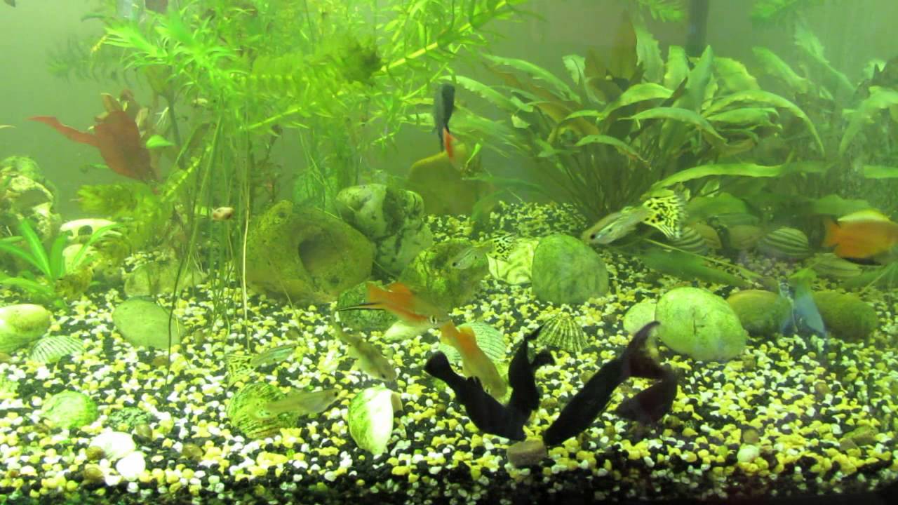 Aquarium Fische füttern.Feeding fish aquarium. - YouTube