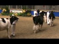 Canadian National Holstein Show - Intermediate Yearlings