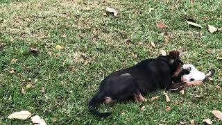Puppy Torturing Kitten National Geographic