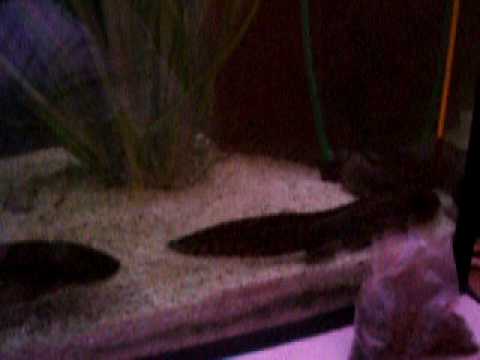 Header of Ambystoma andersoni