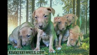 How To Get A Real American Pit Bull Terrier Game Dog Visit Kraken Kennels