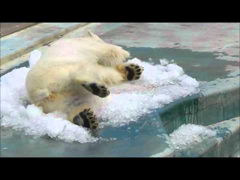 2011年7月24日　釧路市動物園　ツヨシと氷2