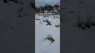 Turkey Chase