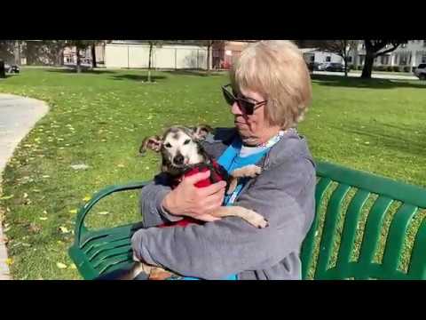 Meet Sweet Senior Gentleman Freebo - Chihuahua Mix