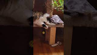 Cat Nip Kitten