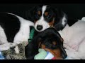 Miniature Dachshund Piebald Puppies