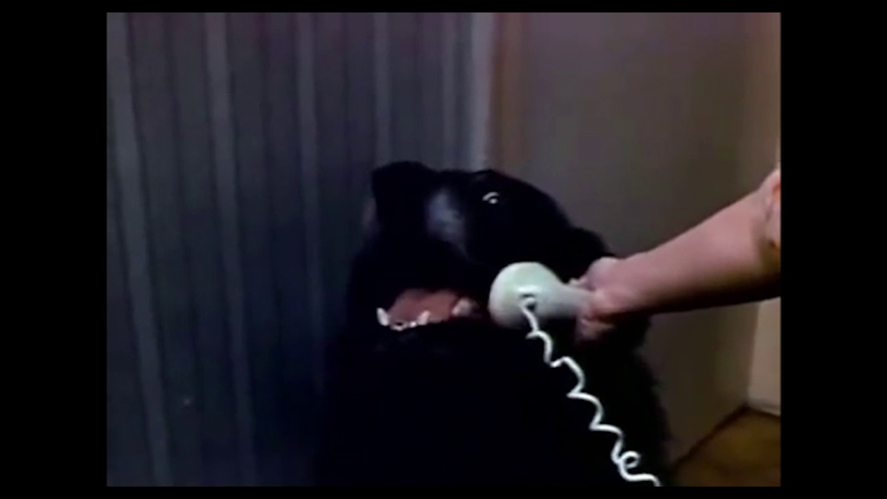 Doggy phone