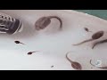 Frog Tadpoles Scream Underwater