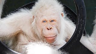 Top 15 Rare Albino Animals