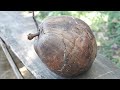 DIY Organic Coconut Milk Hot Oil Treatment-How to Extract Coconut Milk Oil from the Coconut Fruit