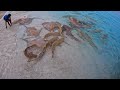Reethi Beach Resort Maldives: Where Sharks & Stingrays Meet Visitors