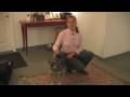 Dog Breeds : How to Select a Miniature Schnauzer