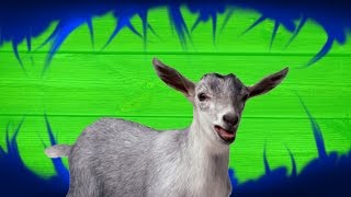 Cartoon Goat - Green Screen