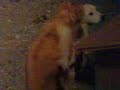 Cani (froci)