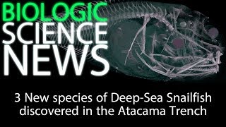 Science News - 3 New species of Deep Sea Snailfish discovered in the Atacama Trench