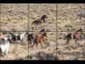 NO NAME "WILD HORSES"