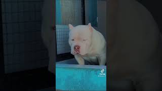Pitbull Dog