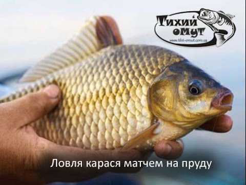 как будет клевать в 15 градусов карась как будет клевать в 15 градусов карась
