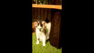 Self Care With Kittens || 8 Rescue Kittens