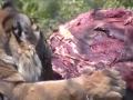 Attack Lion Chimp Snake Worlds Largest Tiger Gorilla Canine Leopard