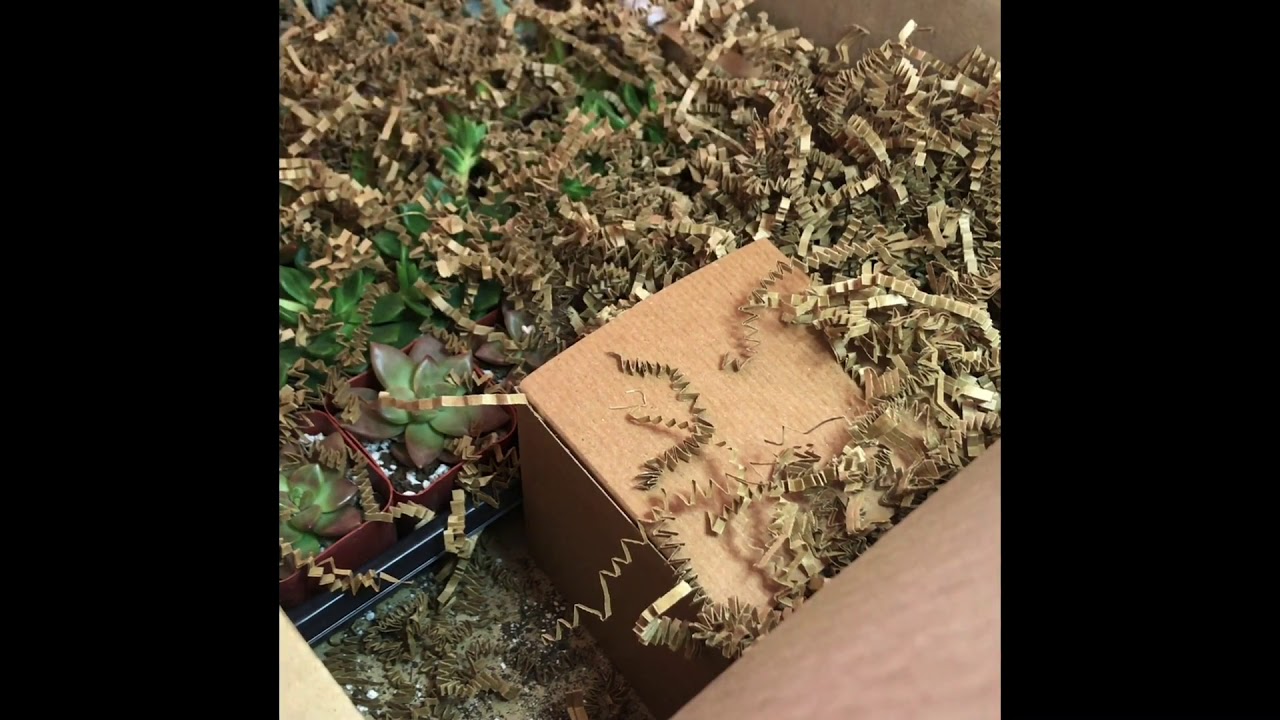 "Winter Special Tray Unboxing" - Testimonial