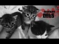 RESERVOIR CATS (and kittens) - Cat Syndicate Film Trailer 2014