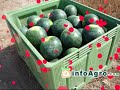 siembra de sandia