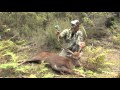 Sika Deer Hunting with our Universal Game Caller - NZ Hunting Adventures Vol 2 - Part 2 - The Rut