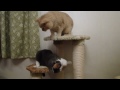 Cat Tower (=^.^=) 貓咪也瘋狂