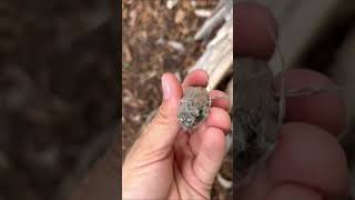 What Is Inside A Dead Palm Trunk???